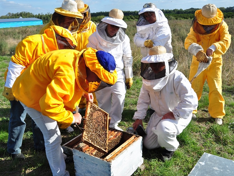 Arı Yetiştiriciliği